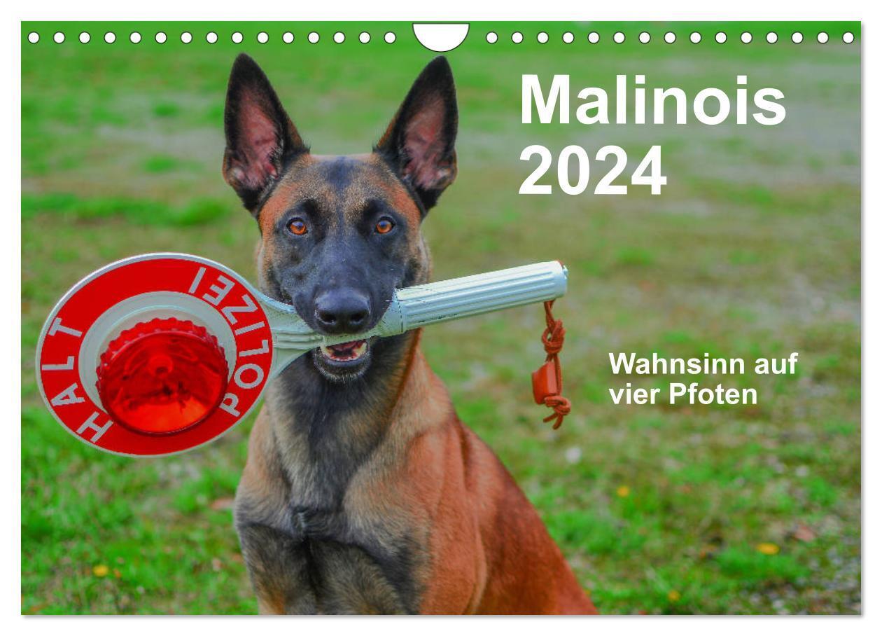 Cover: 9783383131288 | Malinois - Wahnsinn auf vier Pfoten (Wandkalender 2024 DIN A4...