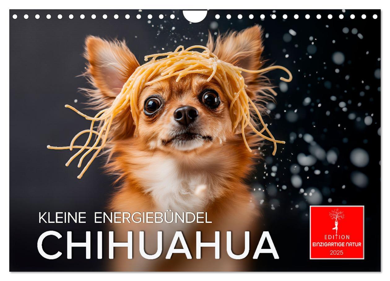 Cover: 9783457236932 | Chihuahua - kleine Energiebündel (Wandkalender 2025 DIN A4 quer),...