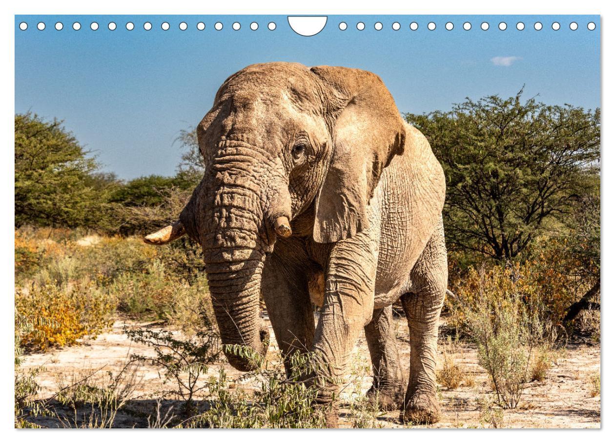 Bild: 9783383841705 | Abenteuerliches Namibia (Wandkalender 2025 DIN A4 quer), CALVENDO...