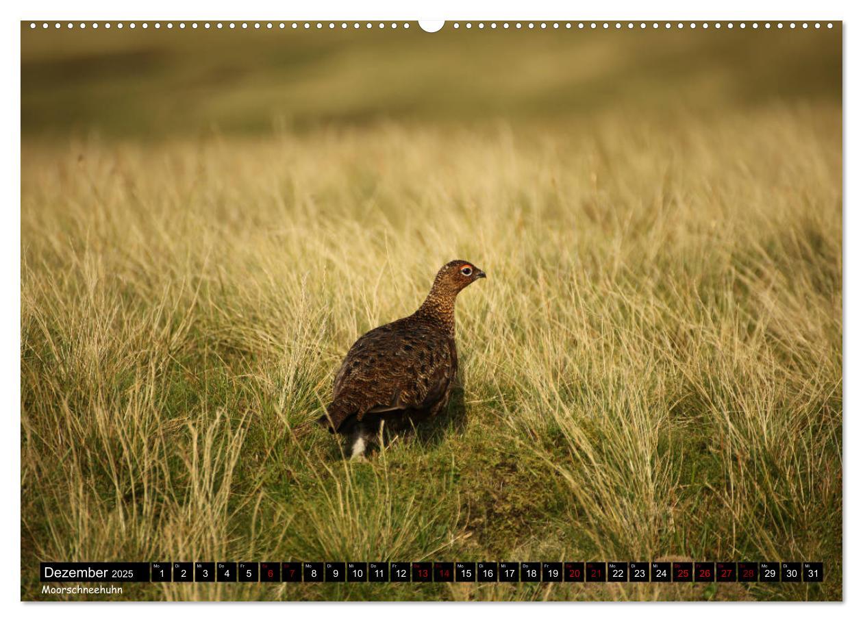 Bild: 9783435201099 | Traumhafte Yorkshire Dales (Wandkalender 2025 DIN A2 quer),...