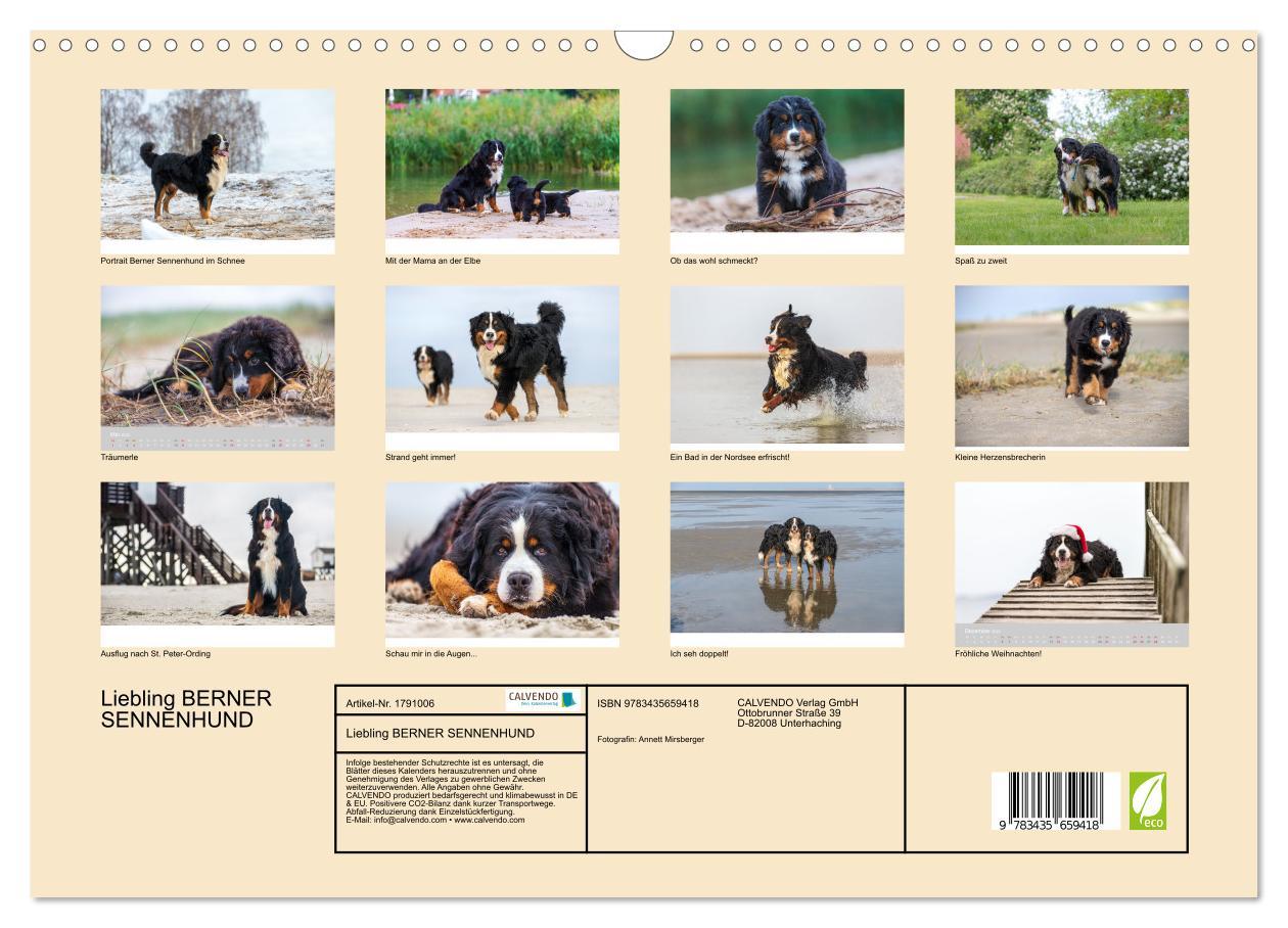 Bild: 9783435659418 | Liebling BERNER SENNENHUND (Wandkalender 2025 DIN A3 quer),...