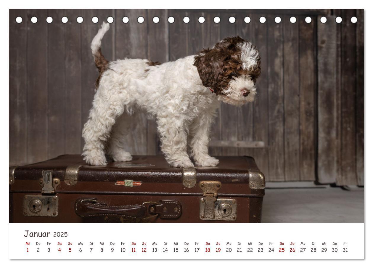 Bild: 9783383999031 | Lagotto Romagnolo - Spiel und Spaß in der Welpenzeit (Tischkalender...