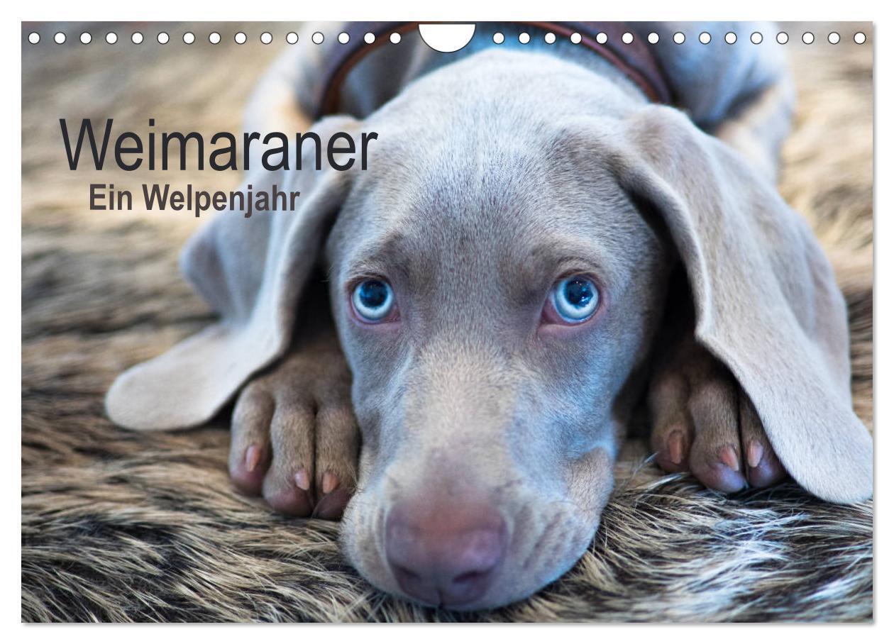 Cover: 9783383139666 | Weimaraner - Ein Welpenjahr (Wandkalender 2024 DIN A4 quer),...