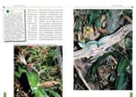 Bild: 9783937285023 | Der Stirnlappenbasilisk | Basiliscus plumifrons | Ingo Kober | Buch