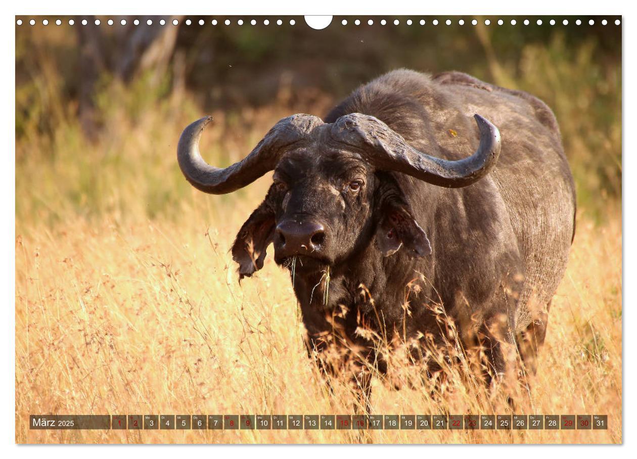 Bild: 9783435250714 | Afrika - Zauber der Wildnis (Wandkalender 2025 DIN A3 quer),...