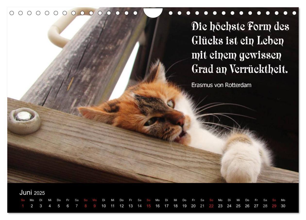 Bild: 9783435656509 | Glückskatze - Mit Zitaten zum Thema Glück (Wandkalender 2025 DIN A4...