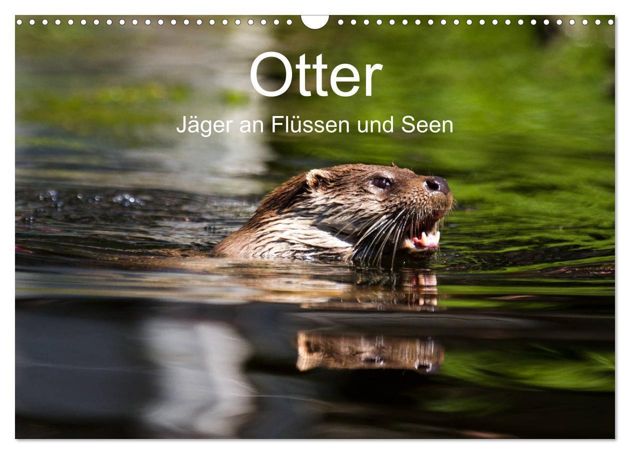 Cover: 9783675688940 | Otter - Jäger an Flüssen und Seen (Wandkalender 2024 DIN A3 quer),...