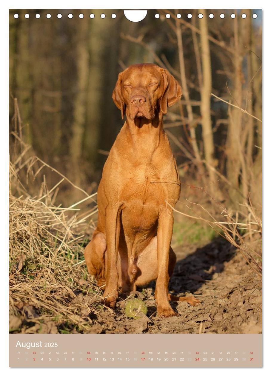 Bild: 9783457016176 | Magyar Vizsla im Portrait (Wandkalender 2025 DIN A4 hoch), CALVENDO...