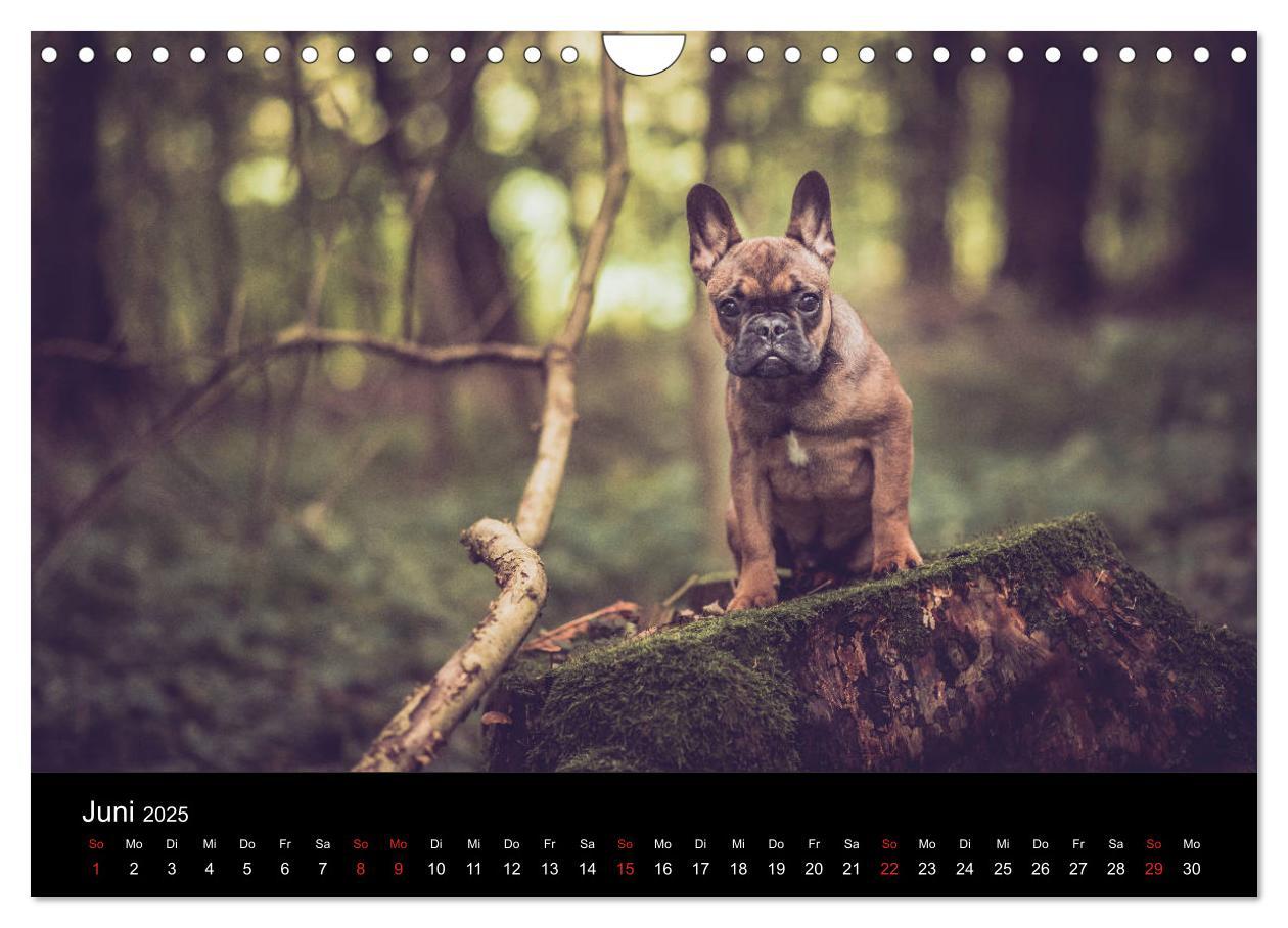 Bild: 9783435302314 | French Bulldog aktiv, verspielt, sportlich (Wandkalender 2025 DIN...