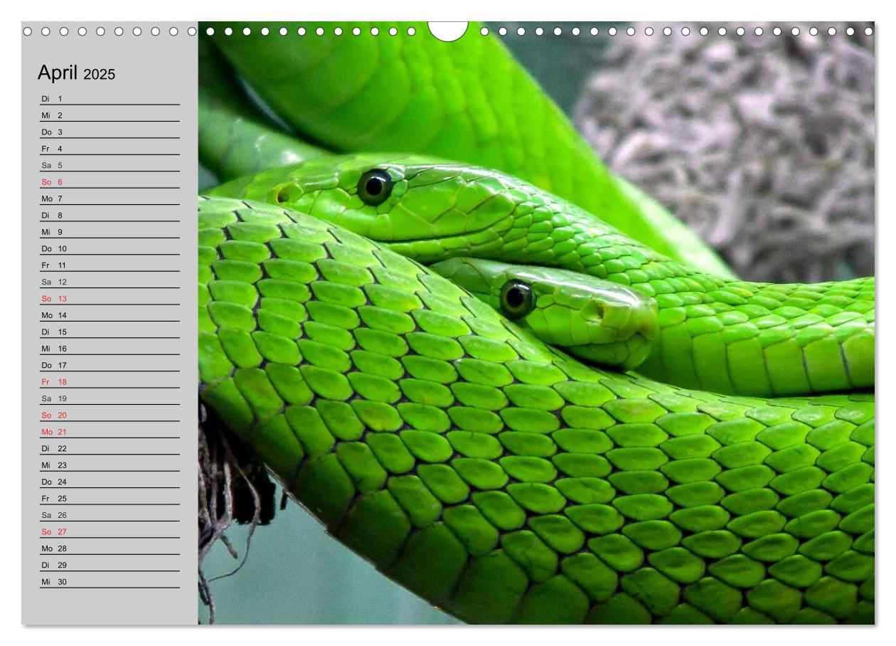 Bild: 9783435529261 | Kaltes Blut. Faszination Reptilien (Wandkalender 2025 DIN A3 quer),...