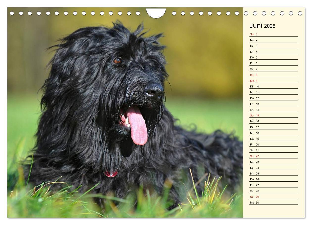 Bild: 9783435541935 | Altdeutsche Hütehunde - Fast vergessen (Wandkalender 2025 DIN A4...