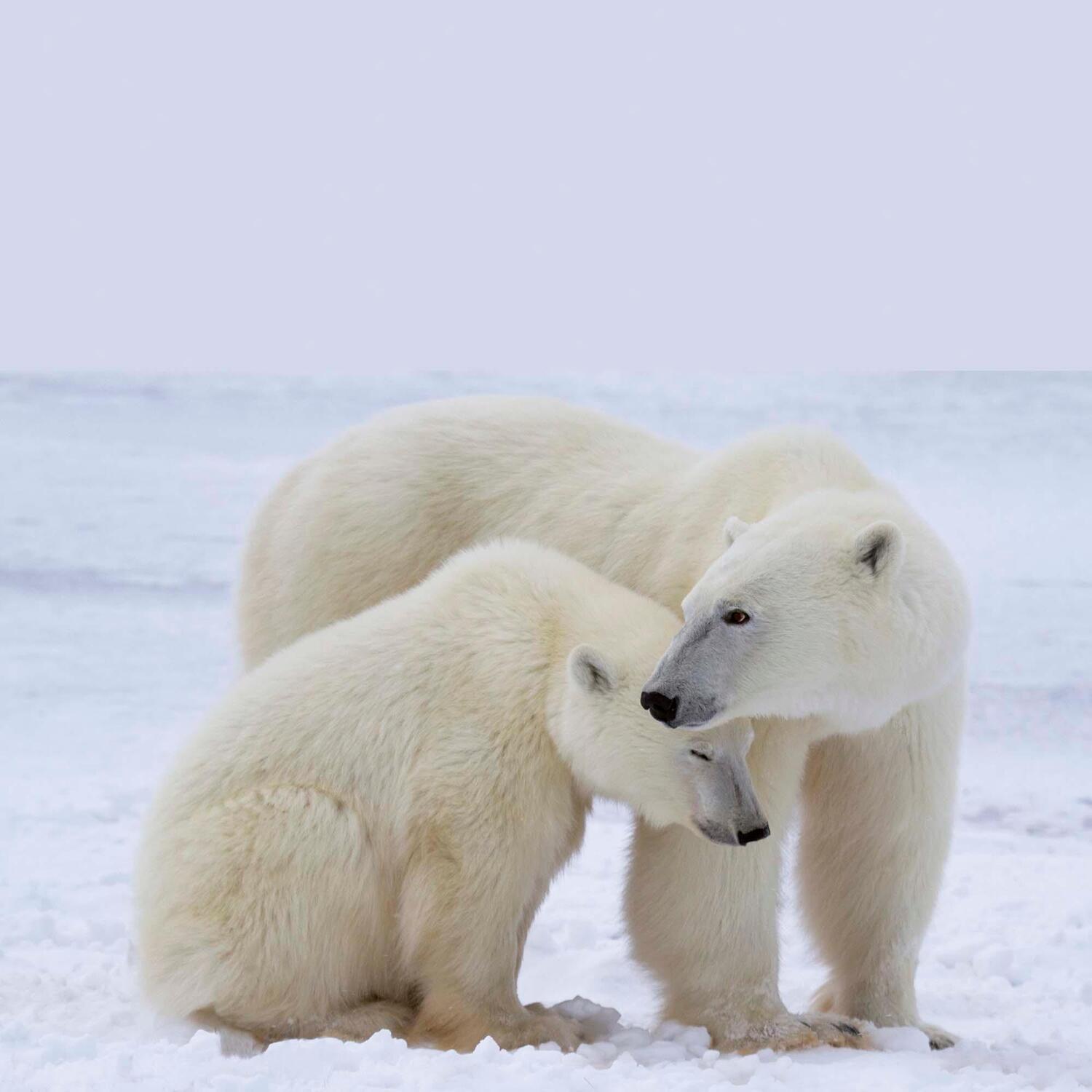 Bild: 9783959294638 | Polar Bears/Eisbärchen 2025 | Kalender 2025 | Kalender | 28 S. | 2025