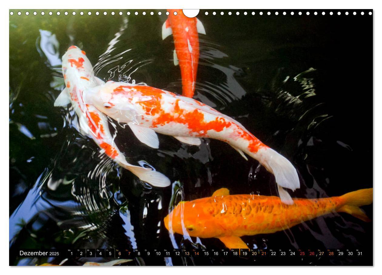 Bild: 9783435129263 | Koi: Juwelen im Teich (Wandkalender 2025 DIN A3 quer), CALVENDO...