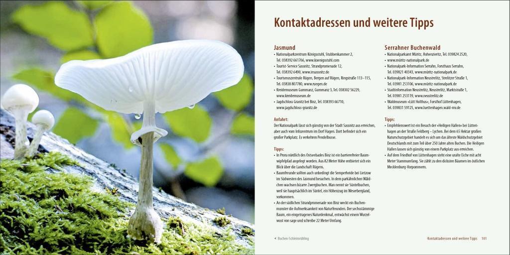 Bild: 9783957990105 | Deutschlands alte Buchenwälder | Karl Heinz Engel | Buch | 103 S.