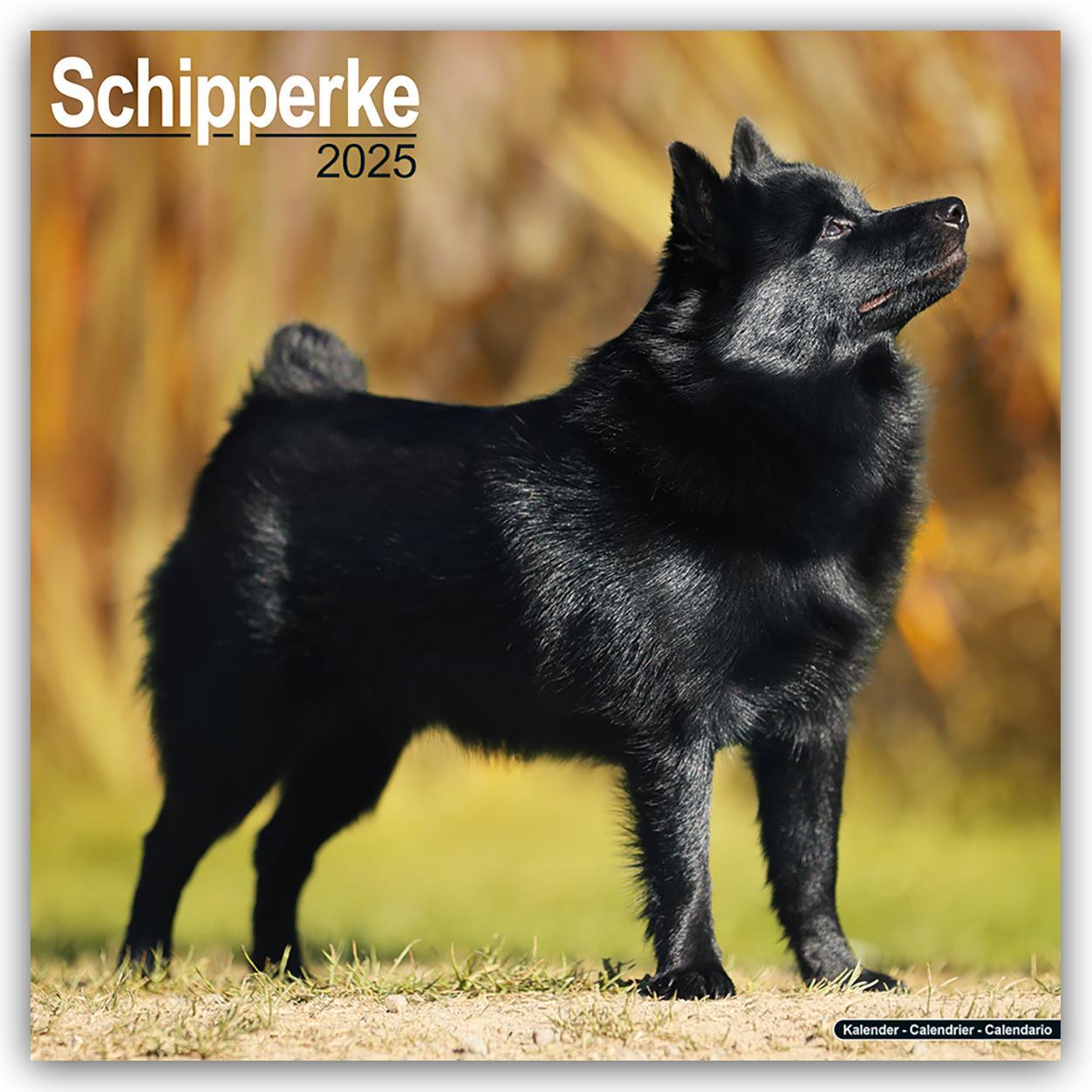 Cover: 9781804603840 | Schipperke 2025 - 16-Monatskalender | Avonside Publishing Ltd | 13 S.