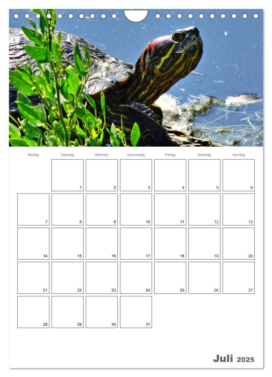 Bild: 9783457004876 | Langsame Schildkröten (Wandkalender 2025 DIN A4 hoch), CALVENDO...