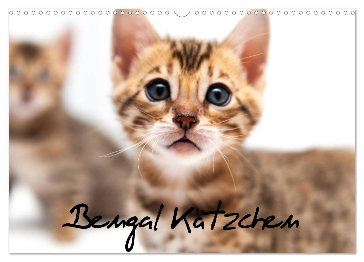 Cover: 9783435408689 | Bengal Kätzchen (Wandkalender 2025 DIN A3 quer), CALVENDO...