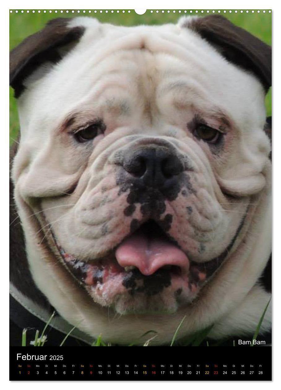 Bild: 9783457070079 | Bulldoggen-Gesichter (Wandkalender 2025 DIN A2 hoch), CALVENDO...