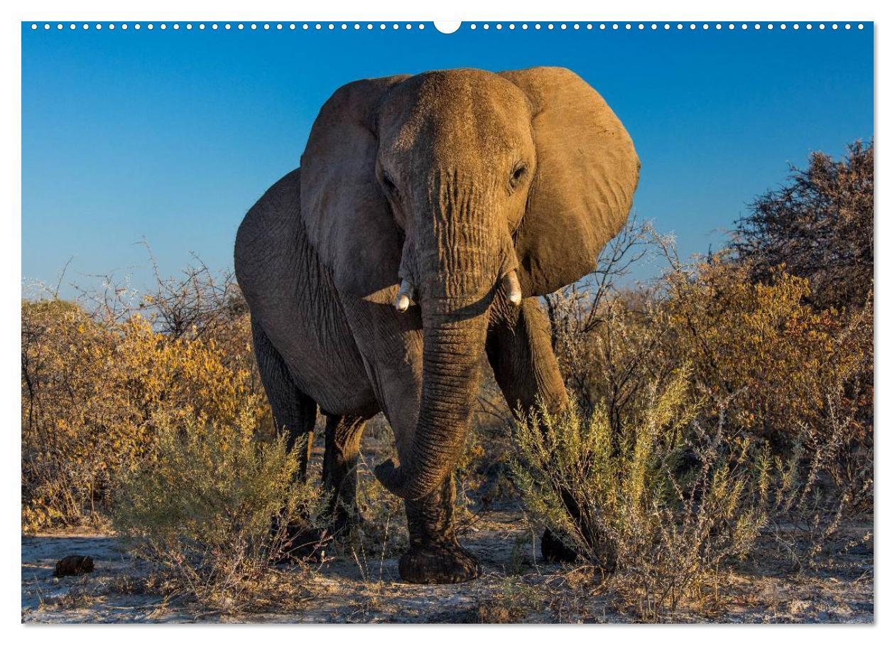 Bild: 9783435588312 | Blickpunkte in Namibia (Wandkalender 2025 DIN A2 quer), CALVENDO...