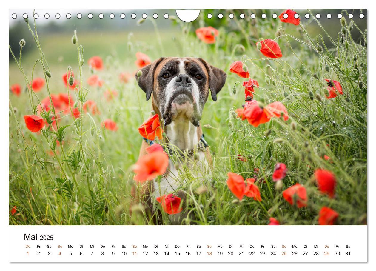 Bild: 9783435160907 | Deutscher Boxer (Wandkalender 2025 DIN A4 quer), CALVENDO...