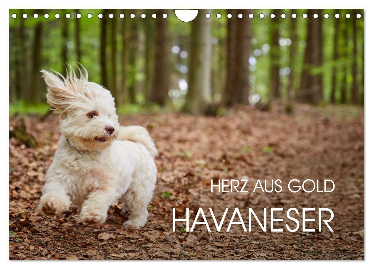 Cover: 9783675893658 | Havaneser - Herz aus Gold (Wandkalender 2024 DIN A4 quer), CALVENDO...