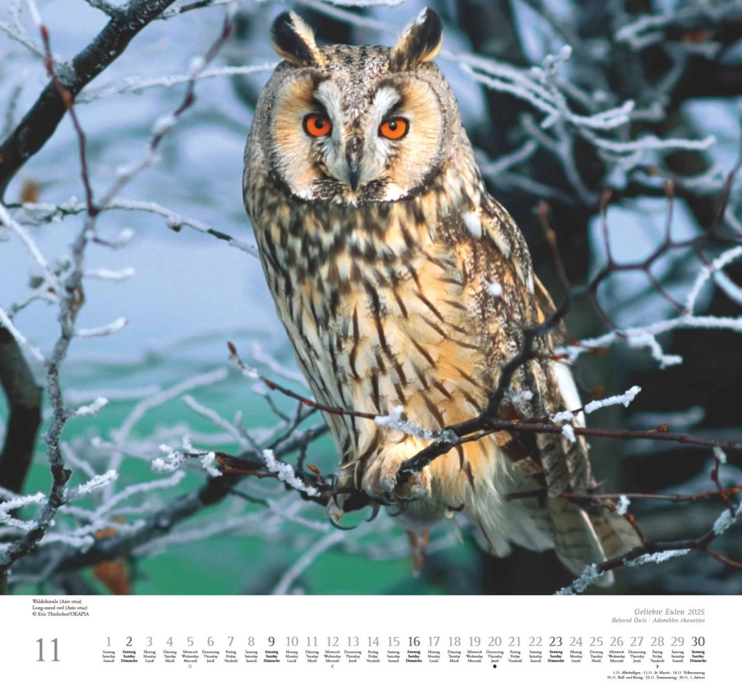 Bild: 4250809653358 | DUMONT - Geliebte Eulen 2025 Wandkalender, 38x35,5cm, Kalender mit...