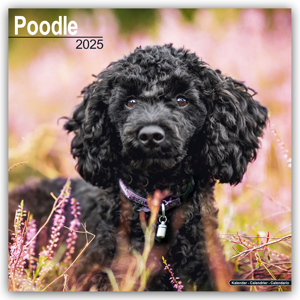 Cover: 9781804603772 | Poodle - Pudel 2025- 16-Monatskalender | Avonside Publishing Ltd