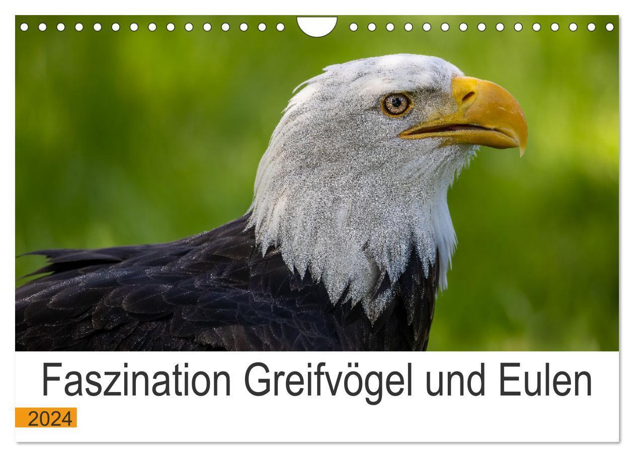 Cover: 9783675658127 | Faszination Greifvögel und Eulen (Wandkalender 2024 DIN A4 quer),...