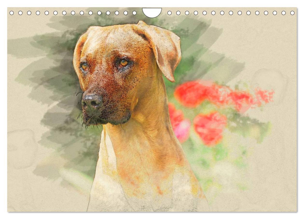 Bild: 9783435705627 | Rhodesian Ridgeback 2025 (Wandkalender 2025 DIN A4 quer), CALVENDO...