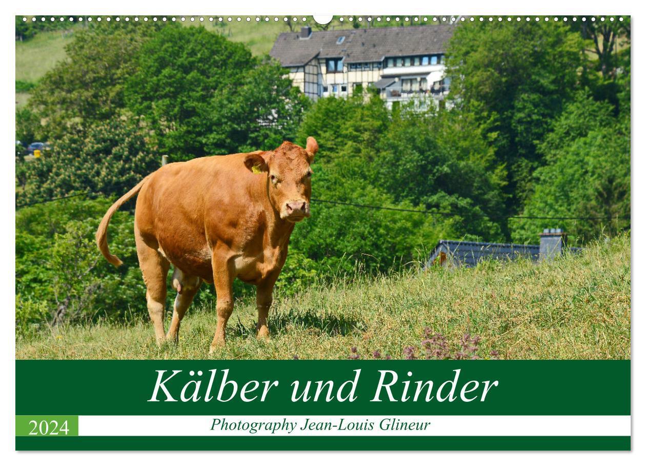 Cover: 9783383667732 | Kälber und Rinder (Wandkalender 2024 DIN A2 quer), CALVENDO...