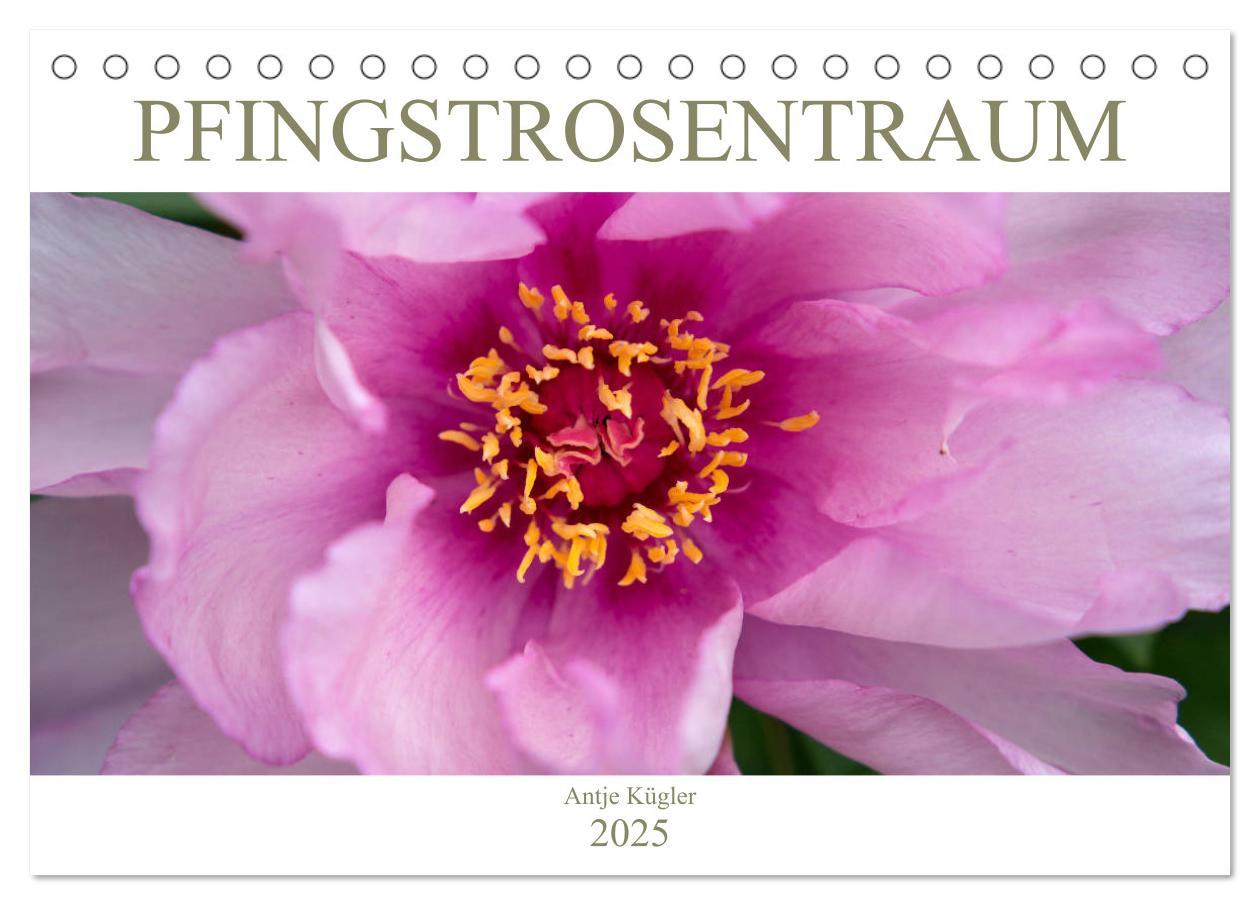 Cover: 9783435278091 | Pfingstrosentraum (Tischkalender 2025 DIN A5 quer), CALVENDO...