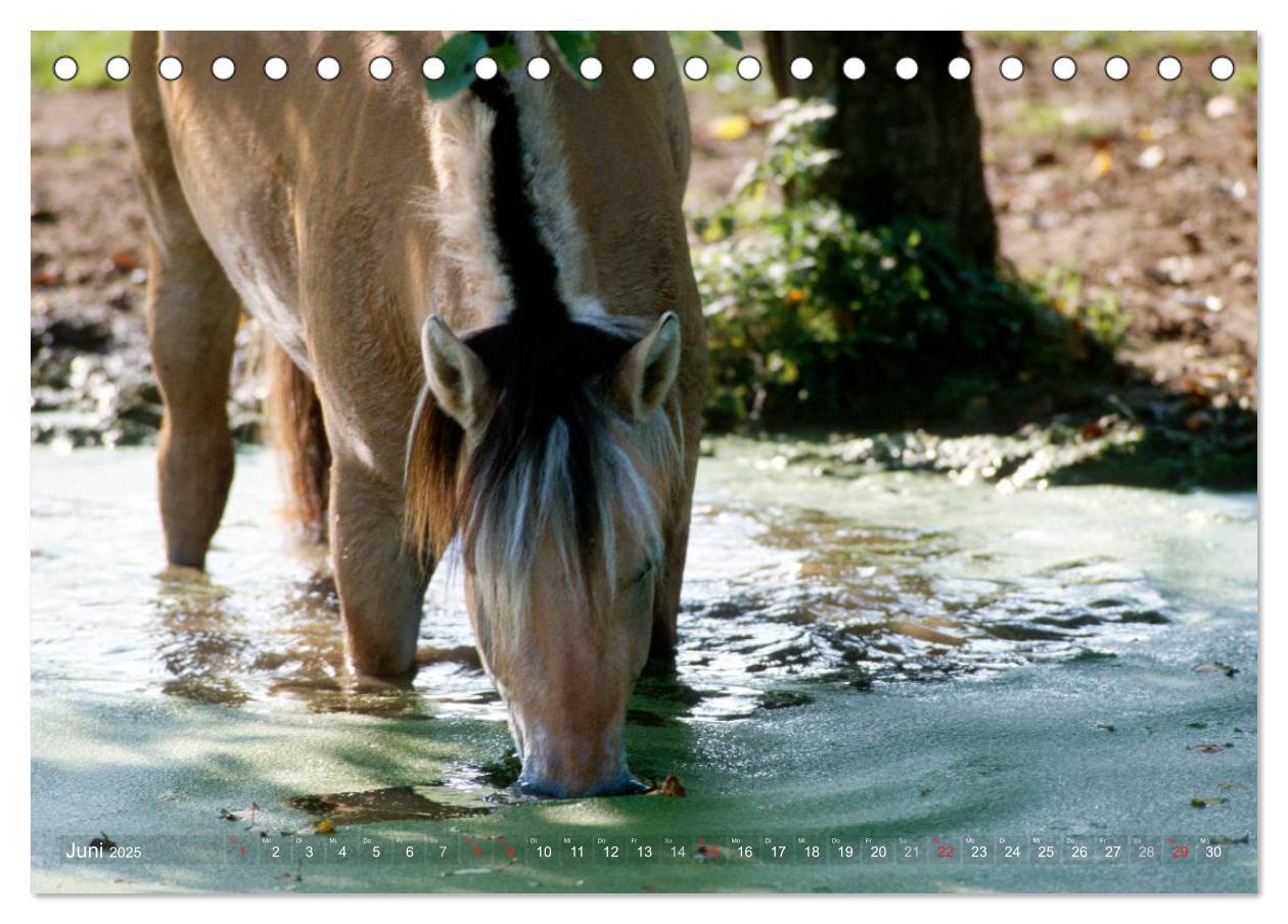 Bild: 9783435752515 | Fjordpferde - Norweger (Tischkalender 2025 DIN A5 quer), CALVENDO...