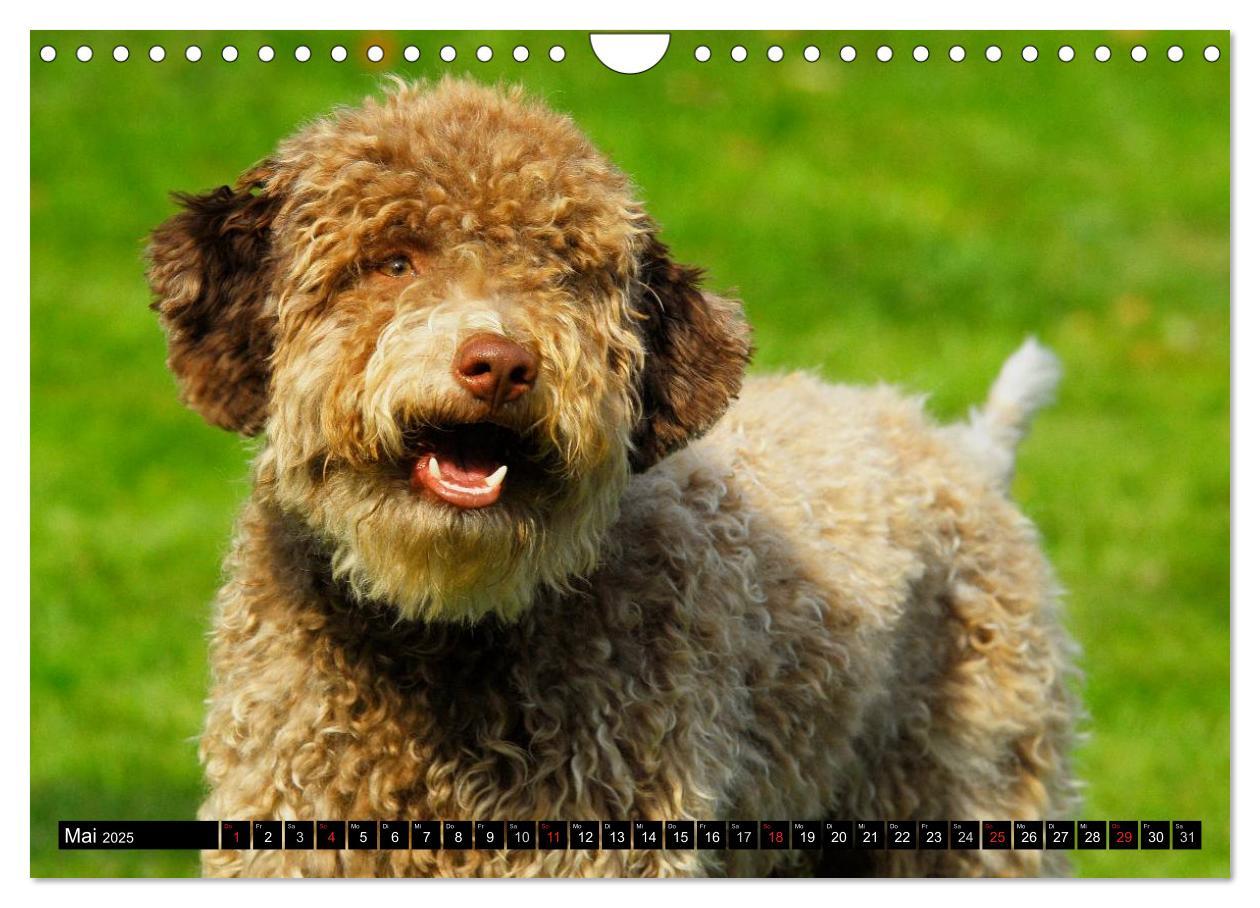 Bild: 9783435570898 | Lagotto Romagnolo - Italienischer Trüffelhund (Wandkalender 2025...