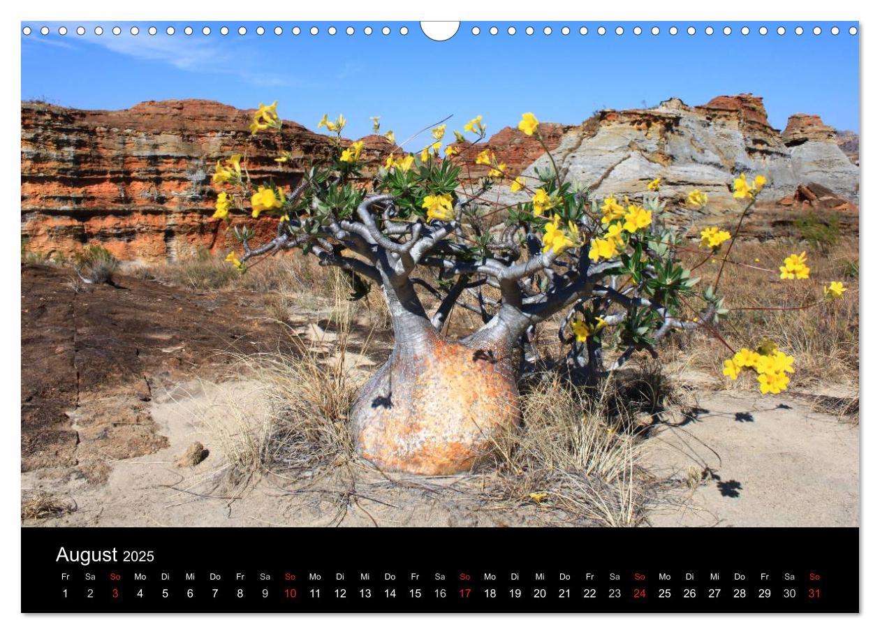 Bild: 9783435483587 | Abenteuer Madagaskar (Wandkalender 2025 DIN A3 quer), CALVENDO...