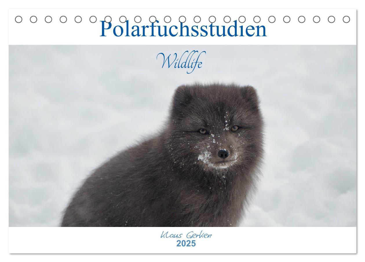 Cover: 9783435439867 | Polarfuchsstudien Wildlife (Tischkalender 2025 DIN A5 quer),...