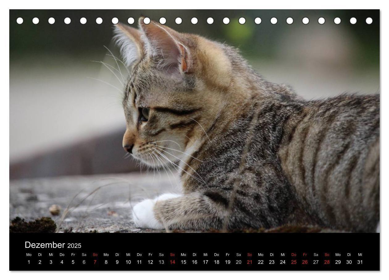 Bild: 9783435519729 | Haustiger - Ein Katzenkalender (Tischkalender 2025 DIN A5 quer),...