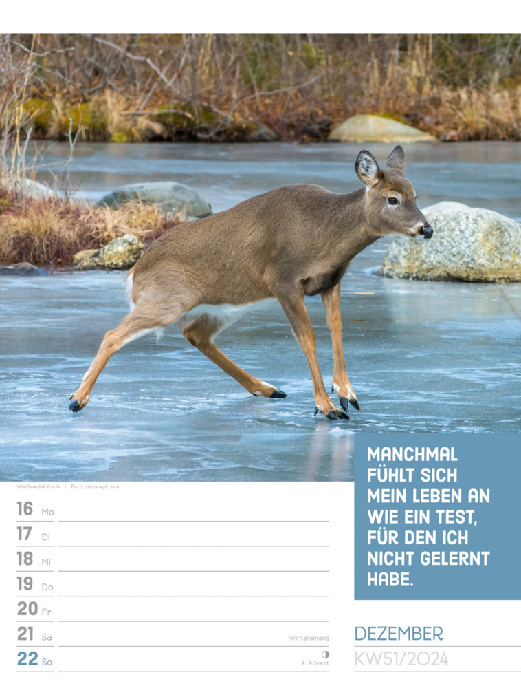 Bild: 9783838424965 | Tierisch! Sprüchekalender - Wochenplaner Kalender 2024 | Kunstverlag