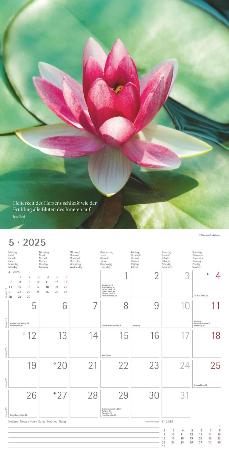Bild: 4251732343149 | Meditation 2025 - Broschürenkalender 30x30 cm (30x60 geöffnet) -...