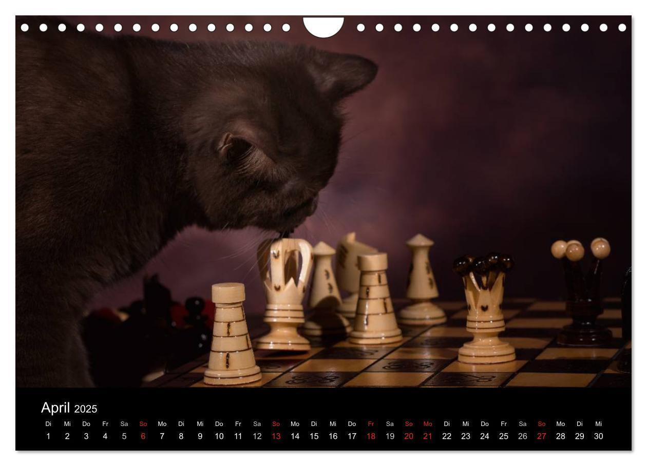 Bild: 9783435488506 | Schokoladige Britisch Kurzhaar Katzen (Wandkalender 2025 DIN A4...