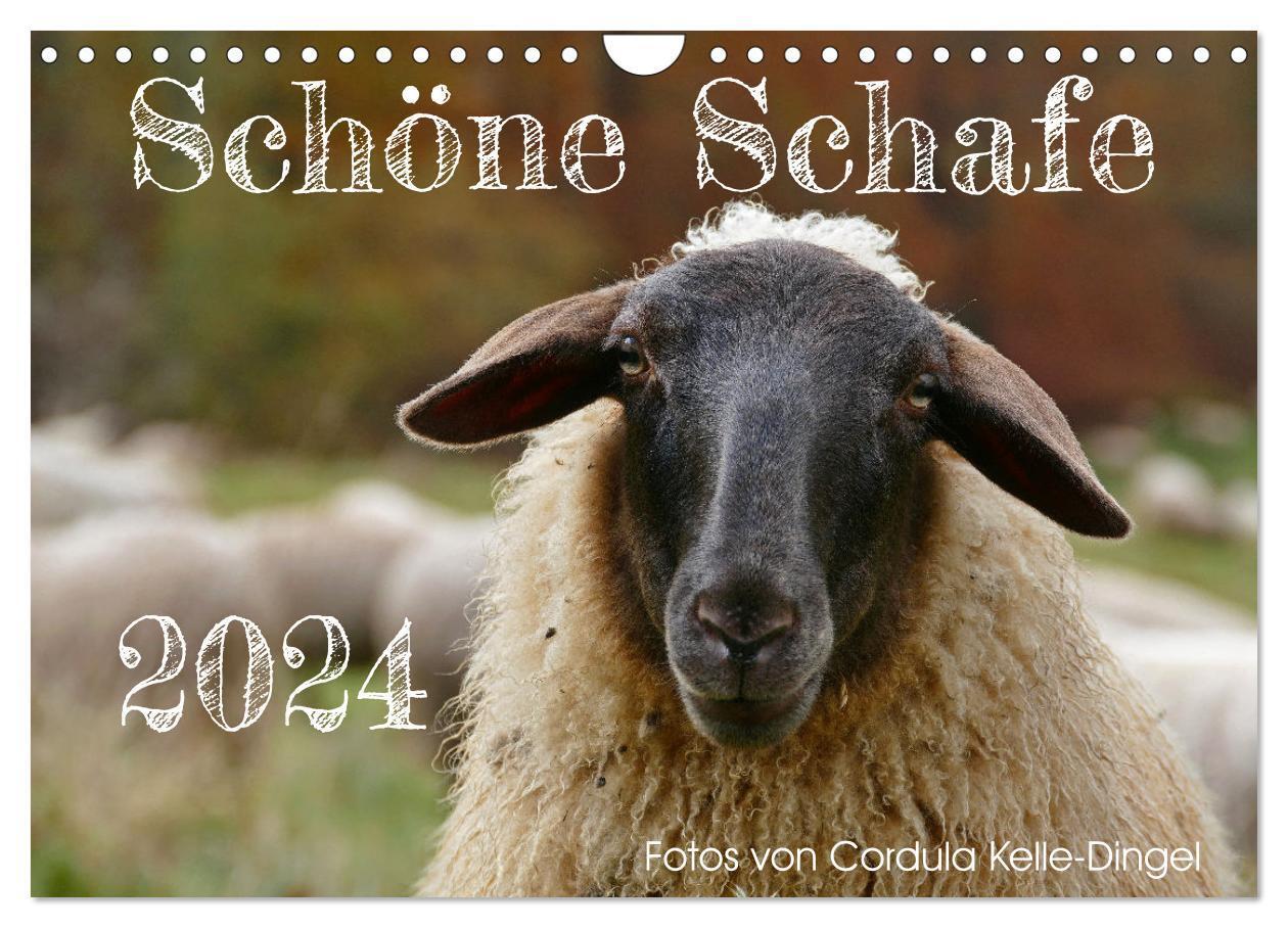 Cover: 9783675958401 | Schöne Schafe (Wandkalender 2024 DIN A4 quer), CALVENDO Monatskalender