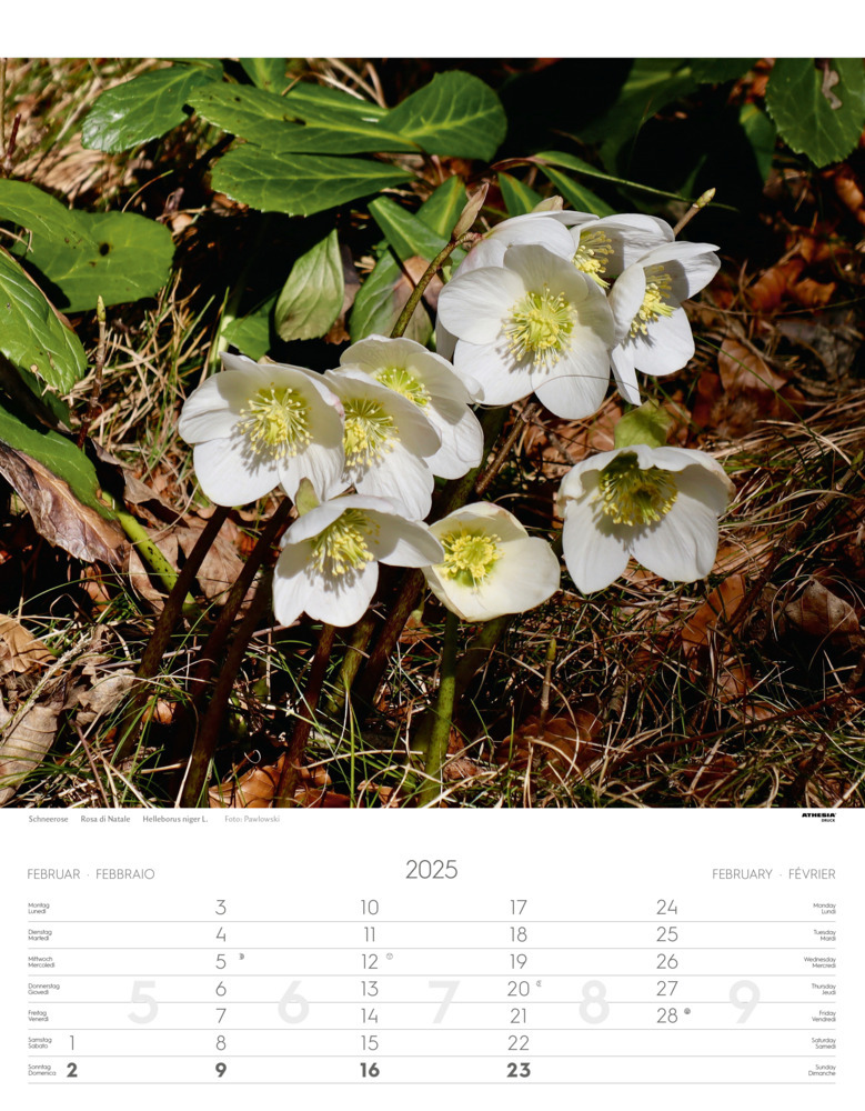 Bild: 9788868397425 | Alpenblumen Kalender 2025 | Fiori alpini - Alpine flowers | Verlag