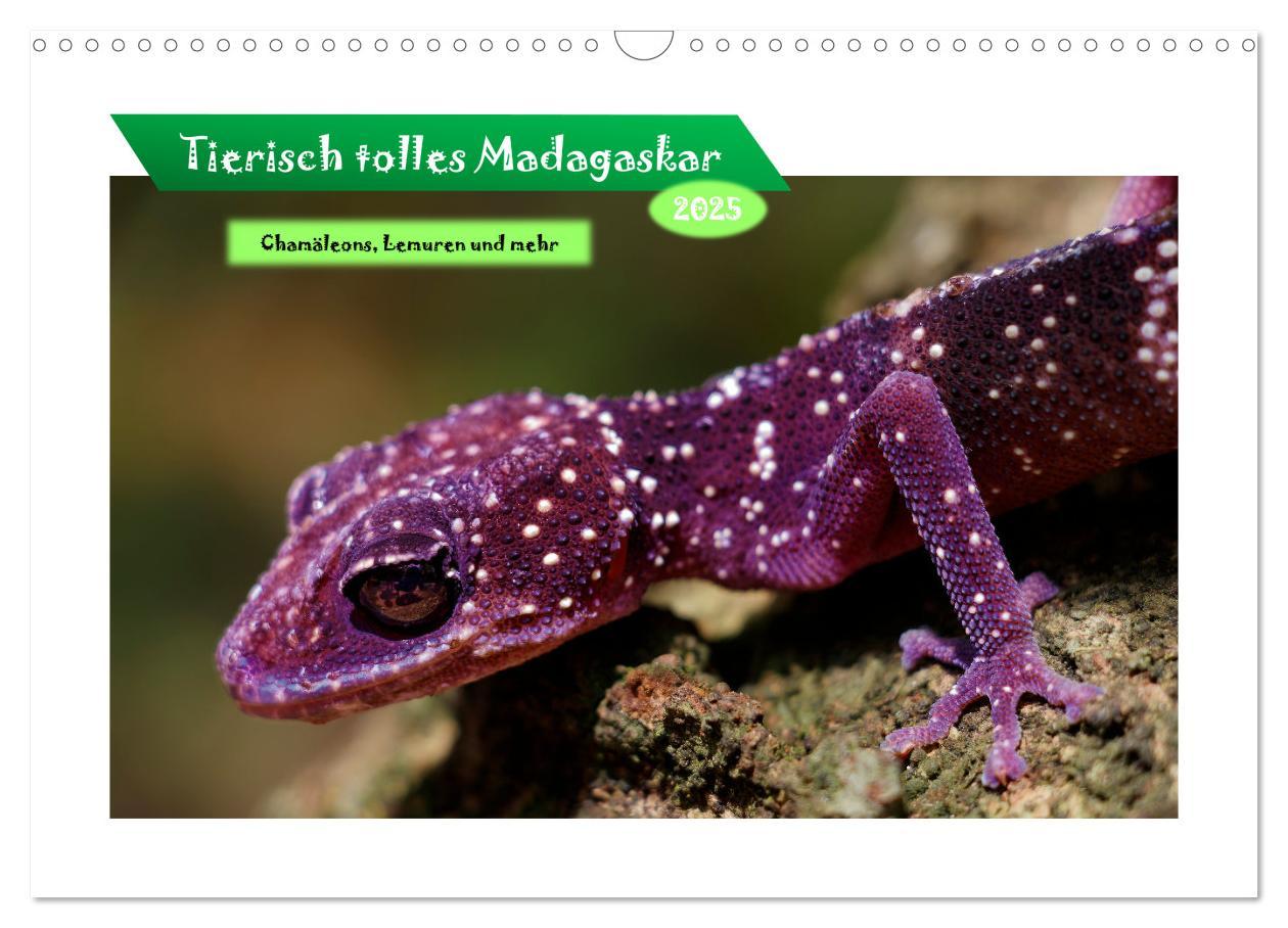 Cover: 9783457228791 | Tierisch tolles Madagaskar - Chamäleons, Lemuren und mehr...