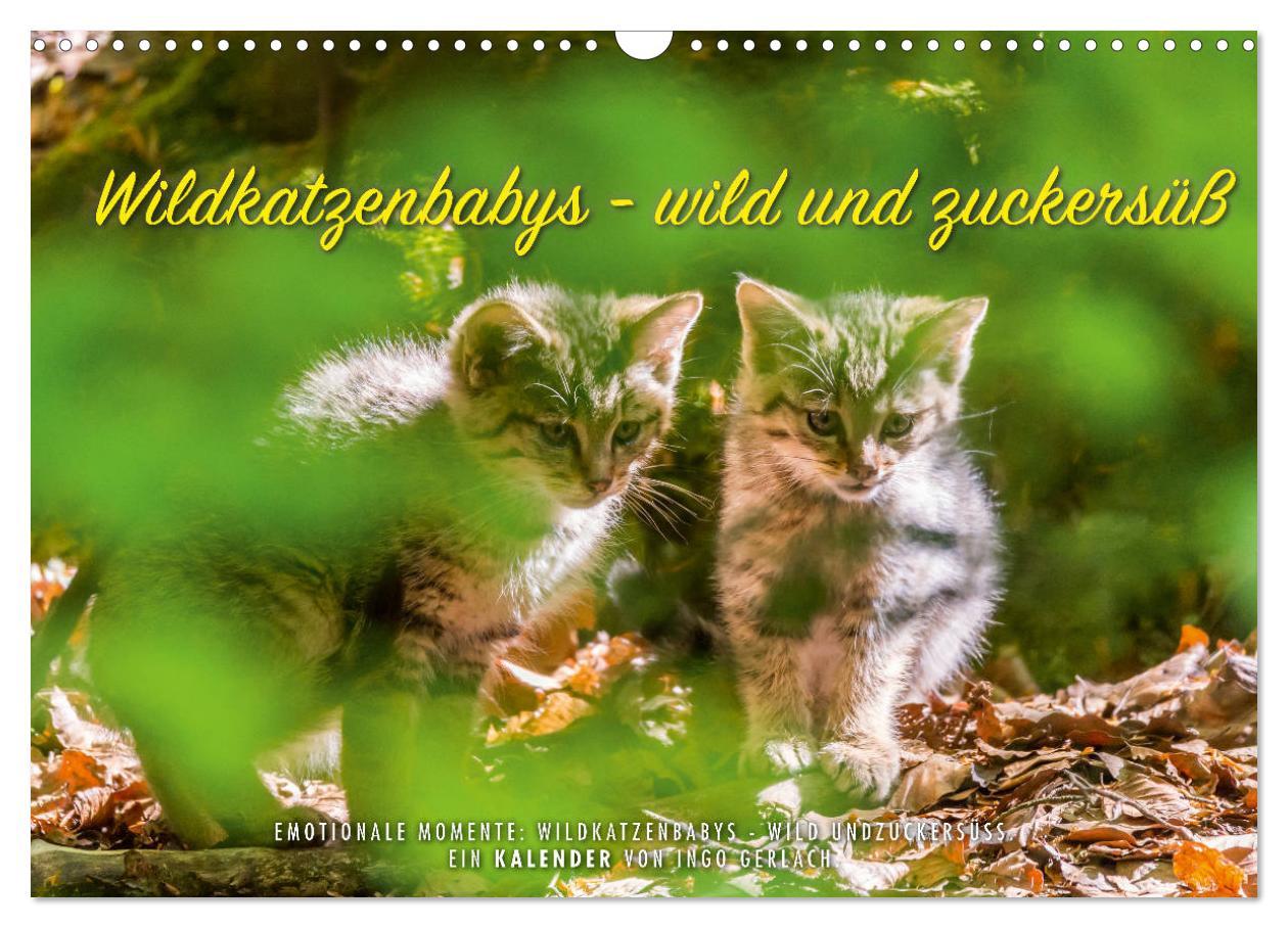 Cover: 9783435231089 | Wildkatzenbabys - wild und zuckersüß. (Wandkalender 2025 DIN A3...