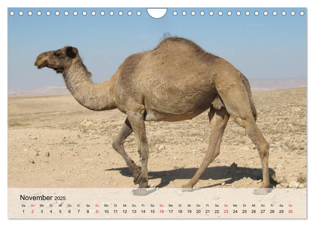 Bild: 9783435601035 | Kamele in der Wüstensonne (Wandkalender 2025 DIN A4 quer), CALVENDO...