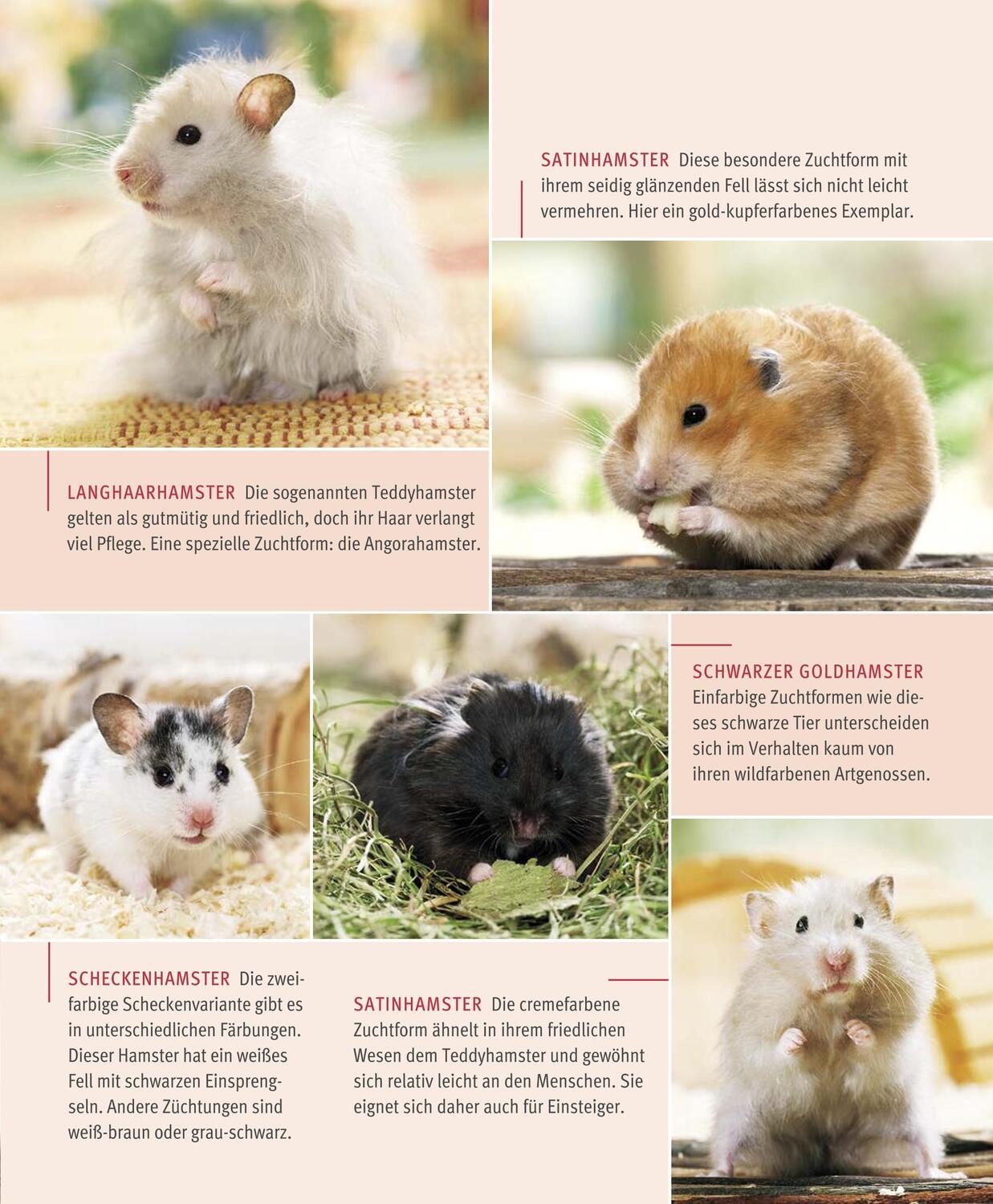 Bild: 9783833848483 | Hamster | Pflege-Einmaleins für kleine Solokünstler | Peter Fritzsche