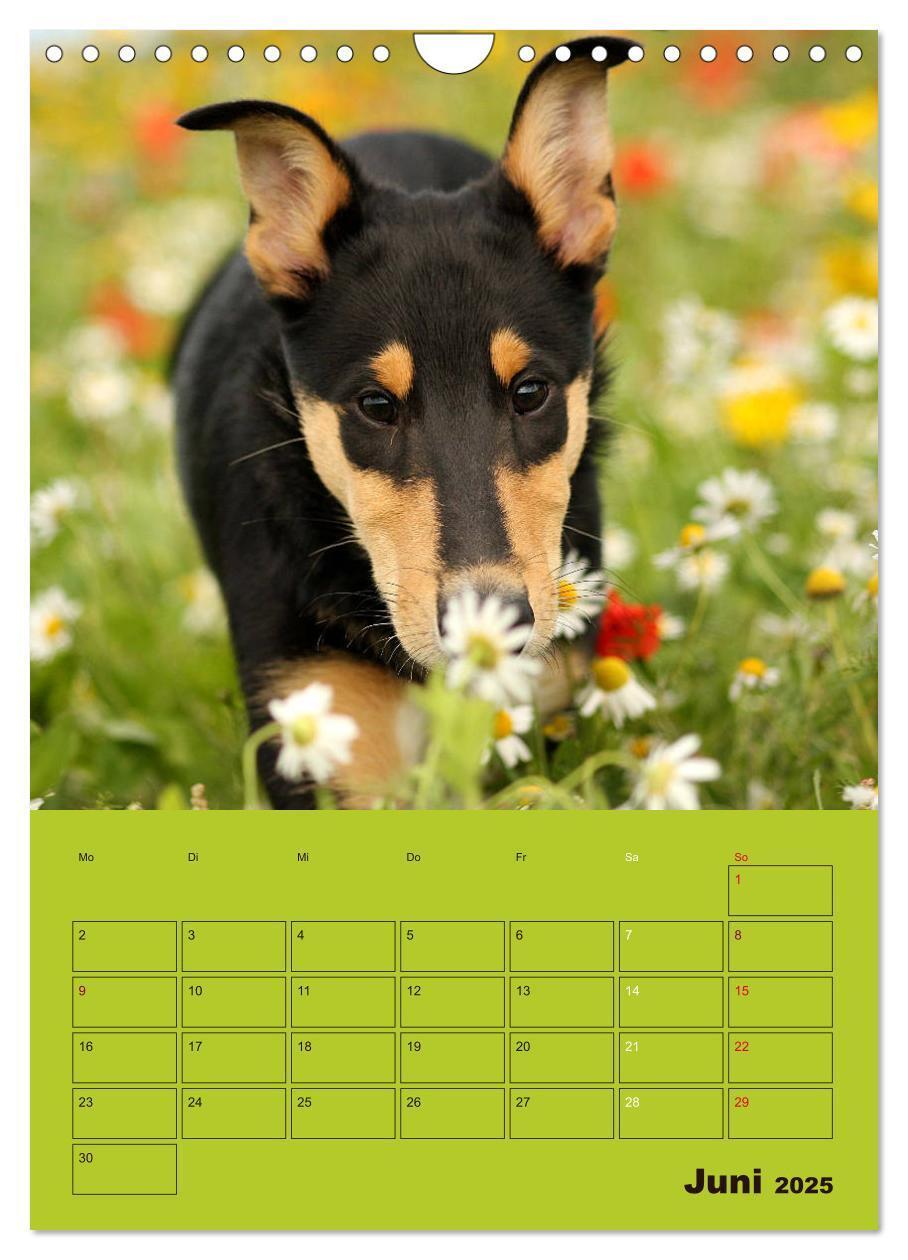 Bild: 9783457052280 | Kurzhaarcollies (Wandkalender 2025 DIN A4 hoch), CALVENDO...