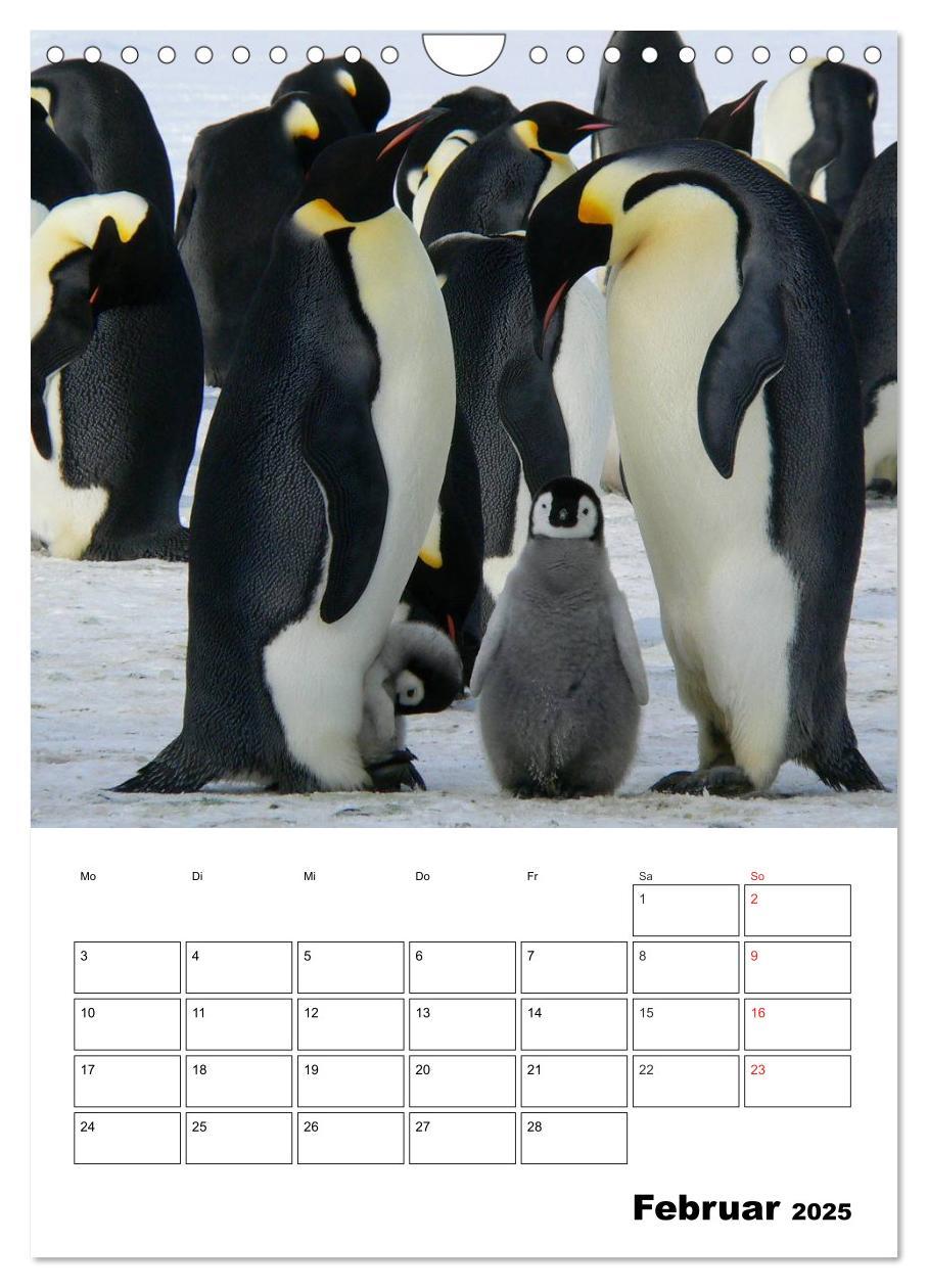 Bild: 9783457035726 | Pinguine. Familienglück im Eis (Wandkalender 2025 DIN A4 hoch),...