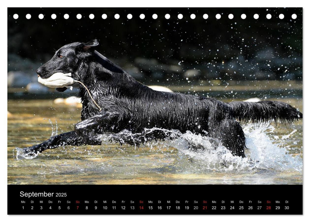 Bild: 9783435722136 | Flatcoated Retriever (Tischkalender 2025 DIN A5 quer), CALVENDO...