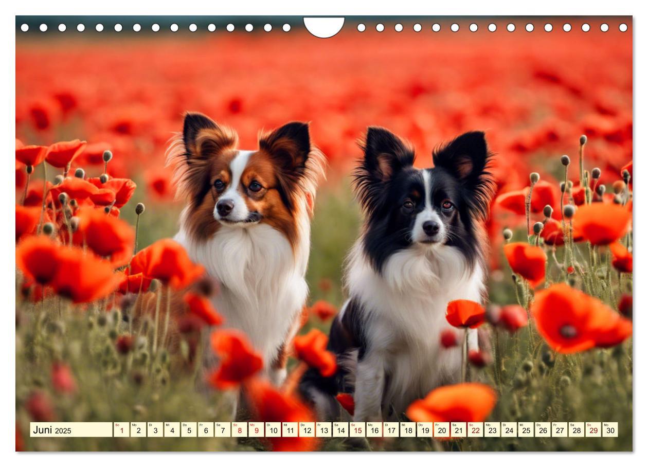 Bild: 9783457124581 | Papillon - bringt jedes Herz zum Schmelzen (Wandkalender 2025 DIN...