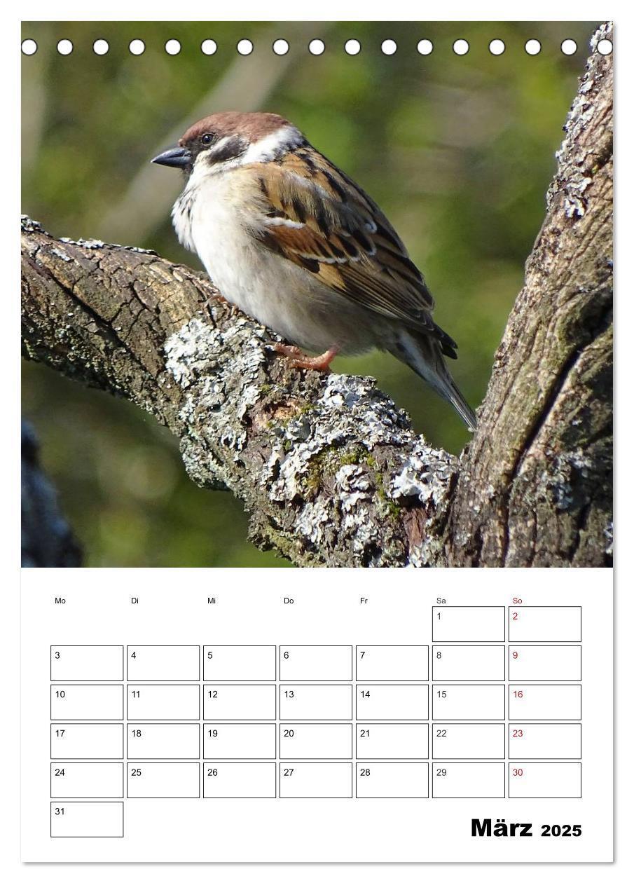 Bild: 9783457041031 | Amsel, Drossel, Fink und Star - beobachtet (Tischkalender 2025 DIN...